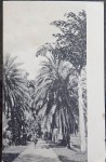 ww1 Postcard Photo Trinidad SIGNED BY BUNCH of ww1 Aussie soldier. Click for more information...